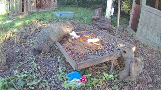 Squirrel for no reason at all attacka chill groundhog #spicysquirrels