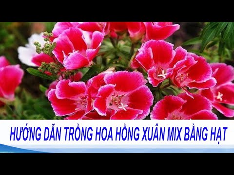 Video: Cineraria Trong Nhà (44 ảnh): Trồng Từ Hạt Giống Tại Nhà, Chăm Sóc Hoa. Làm Thế Nào để Thu Thập Hạt Giống? Phù Hợp Chính Xác