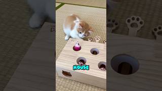 Your Cat is bored and you’re going to give it a new toy. Which one would you gift it? 🐱🧸