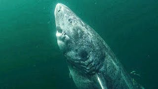 Shark Found In The Wild Believed To Be 512 Years Old by Did You Know Animals ? 352 views 1 year ago 2 minutes, 47 seconds