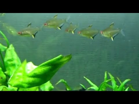 Лимонная Тетра. Пополнение в водоеме.