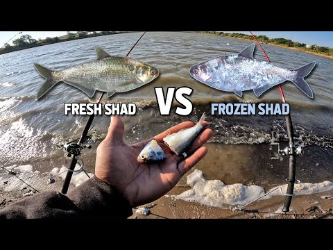 Fresh Or Frozen Shad (Which Is Better?) 