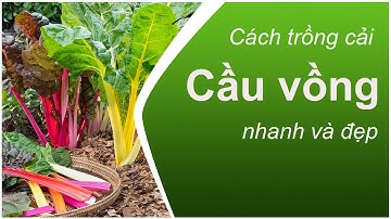 [HG00007] - Cách trồng cải Cầu Vồng nhanh và đẹp | How to grow Bright Lights Swiss Chard