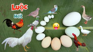 Lần Đầu Ăn Thử Trứng Chim Yến Phụng Và Tất Cả Trứng Gia Cầm Nhà Mình / Quế Nghịch