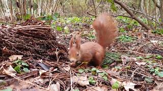 Eichhörnchen Oster Nüsse suchen... / Squirrel Easter Nuts hunt...