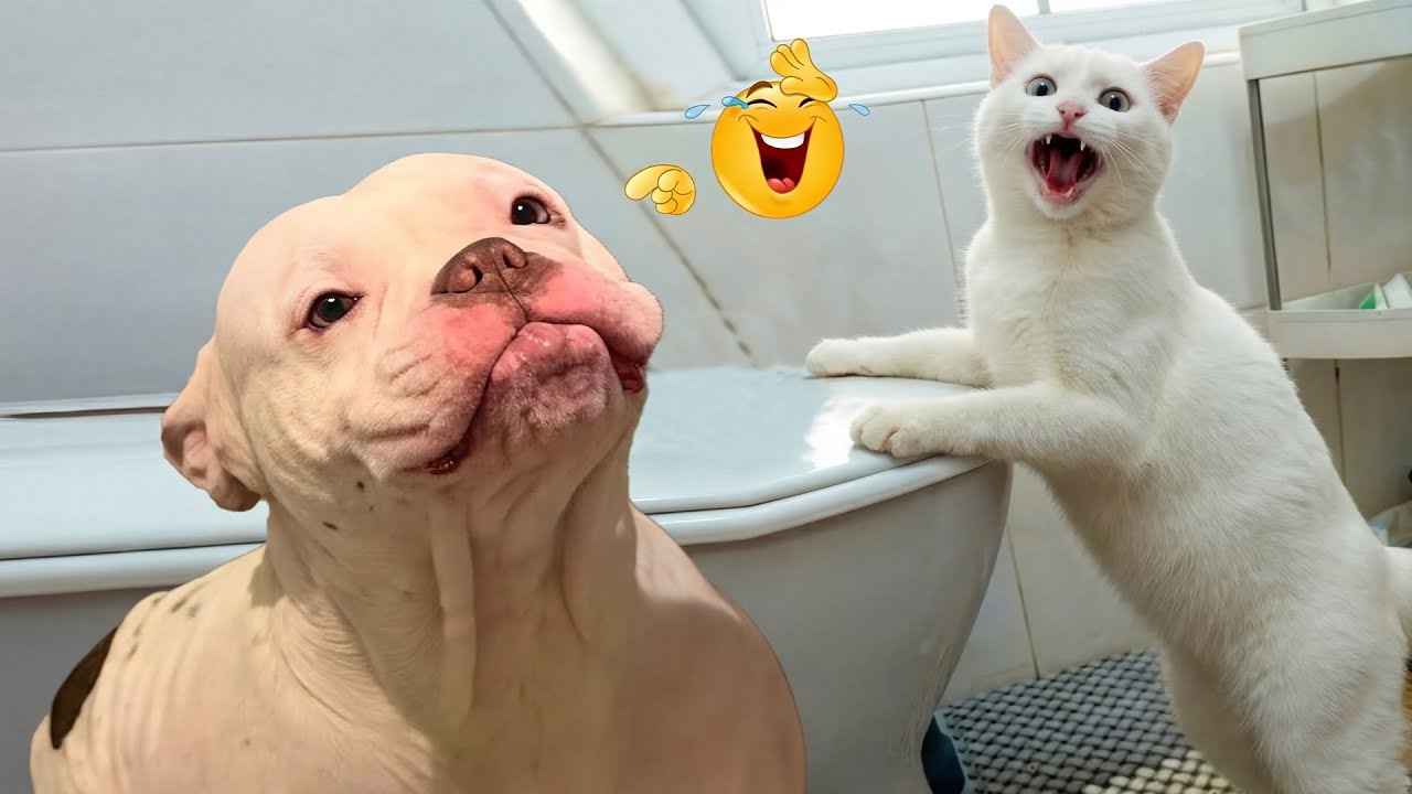 Nuevos clips de perros y gatos más divertidos de 2025 😽🐶Intenta no reírte 😍 Parte 28