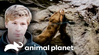 Dos espectáculos peligrosos en el zoológico | Los Irwin: Robert al rescate | Animal Planet