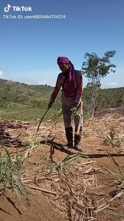 Jaranan lucu glindah tengah