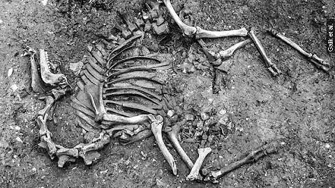 How A Hybrid 17th Century Camel Skeleton Ended Up In Austria