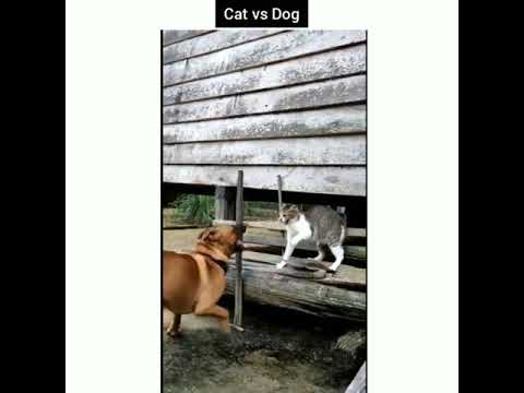 aniing vs kucing #shorts