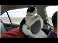 These CATS are too FUNNY! 🤣 New Cat Videos 2026