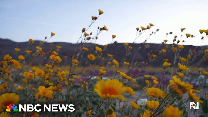 Wild Flower Hotline Is Rite Of Spring In California