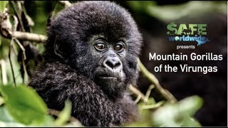 Saving the last of the Mountain Gorillas -  Documentary