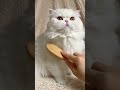 Fluff it out cat cute #squishy #catcute #handmade #cute #diy #trendingshorts #viral #pets #petshub