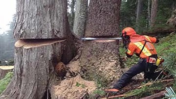 Dangerous Huge Trees Felling With Chainsaw Machines  Fastest Tree Cutting Down Skills