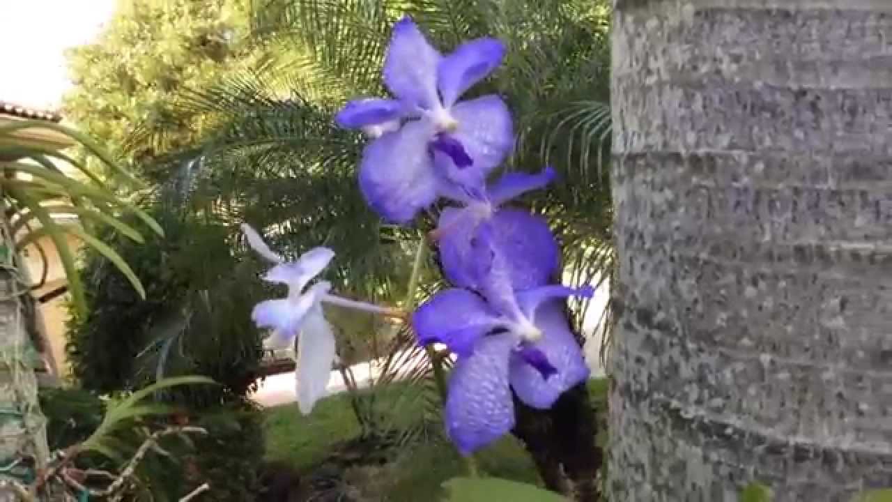 Vanda coerulea