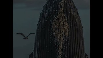 روائع القارئ عمر عبدالله (لَّاۤ إِلَـٰهَ إِلَّاۤ أَنتَ سُبۡحَـٰنَكَ إِنِّی كُنتُ مِنَ ٱلظَّـٰلِمِین)