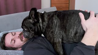 The French bulldog did not expect this from daddy