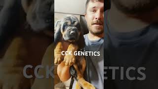 CCK GENETICS #dog #collarcreekkennels #dogcollar #bloodhound