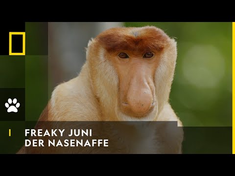 FREAKY JUNI - Der Nasenaffe | National Geographic