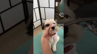 How to trim Havanese face