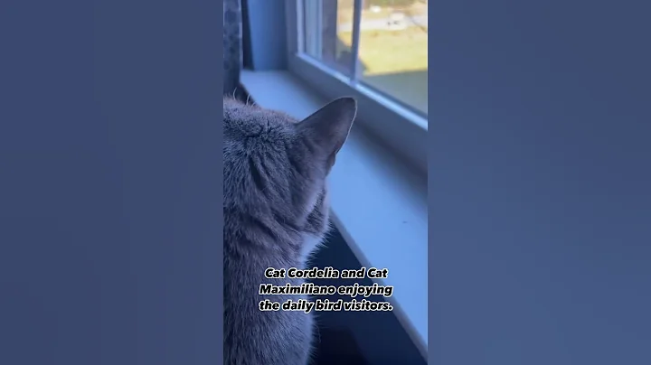 Cat Cordelia and Cat Maximiliano enjoying the daily bird visitors aka Live Cat Tv