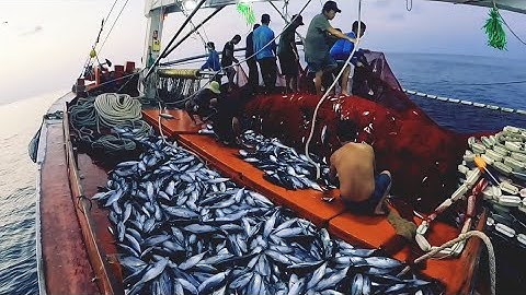 Tưởng không có gì nào ngờ được mẻ cá ngừ ngon lành | Đánh cá 2024 - Tập104 | Sóng biển Hứa Đông