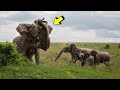 ELEFANTE FURIOSO ELIMINA A BÚFALO | 7 Batallas Épicas de ANIMALES | Cap.7 | LA LEY DEL MÁS FUERTE