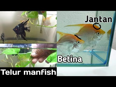 Cara Membedakan Ikan Manfish Angel Fish Jantan Dan Betina Youtube