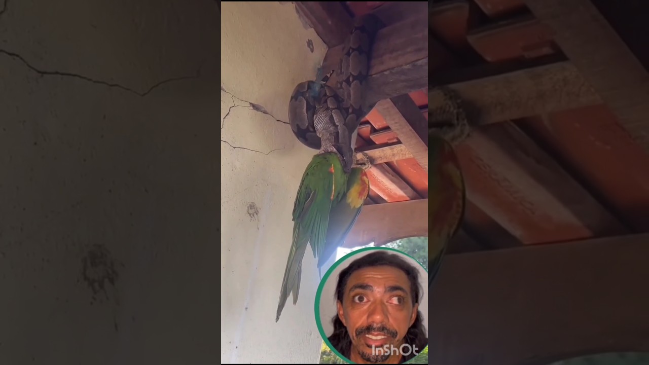 🔴 VOCE AJUDARIA ESSA ARARA ! 