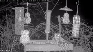 Eastern ScreechOwl Preys On Flying Squirrel | Cornell Lab FeederWatch Cam – Feb. 6, 2021