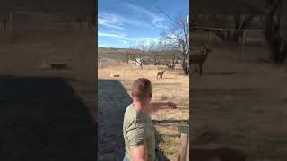 Tomahawk deer hunting💪🏼💪🏼😎 I should try this!