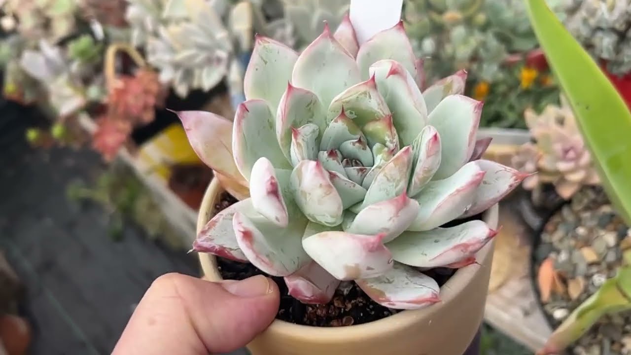 Recorrido en todo el centro del invernadero, día 9 videos diarios  