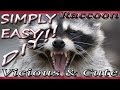 VLOG 4 : Keeping Woodland Creatures (Raccoons) Out of My Chicken Coop VLOG 4 : Keeping Woodland Creatures (Raccoons) Out of My Chicken Coop