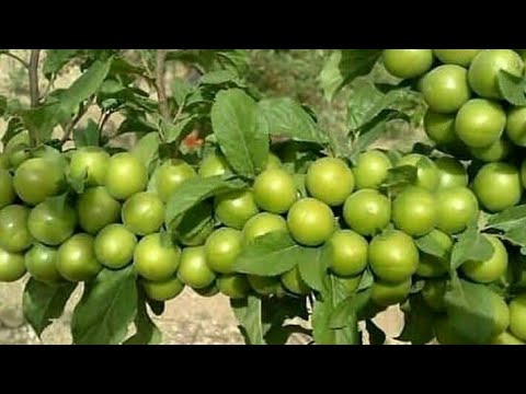 Video: Yabani Erik Ağacı Bakımı: Yabani Erik Ağaçları Yiyebileceğiniz Meyveler Üretir mi?