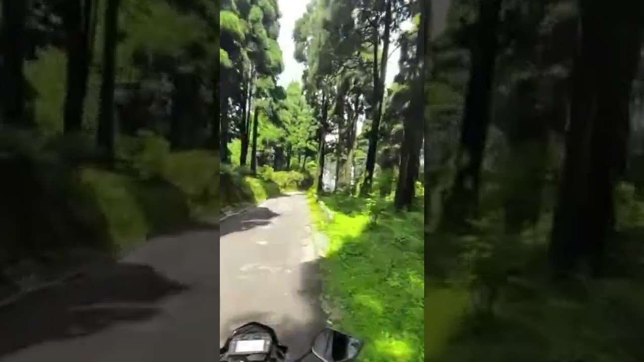 Ride in pine forest darjeeling. 