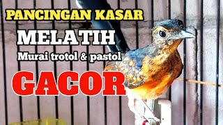 AWAS EMOSI...!!! Pancingan murai trotol dan pastol BUNYI GACOR buat murai trotol belajar BUNYI GACOR