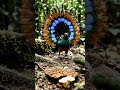 This Bird Cleans Before Dancing 😳 #shorts #animals #wildlife #birds #nature #documentary