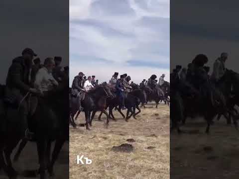КАРАЧАЕВСКАЯ ПОРОДА ЛОШАДЕЙ