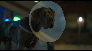 Strays (2023)  -  U.S. TV Spot ('do')