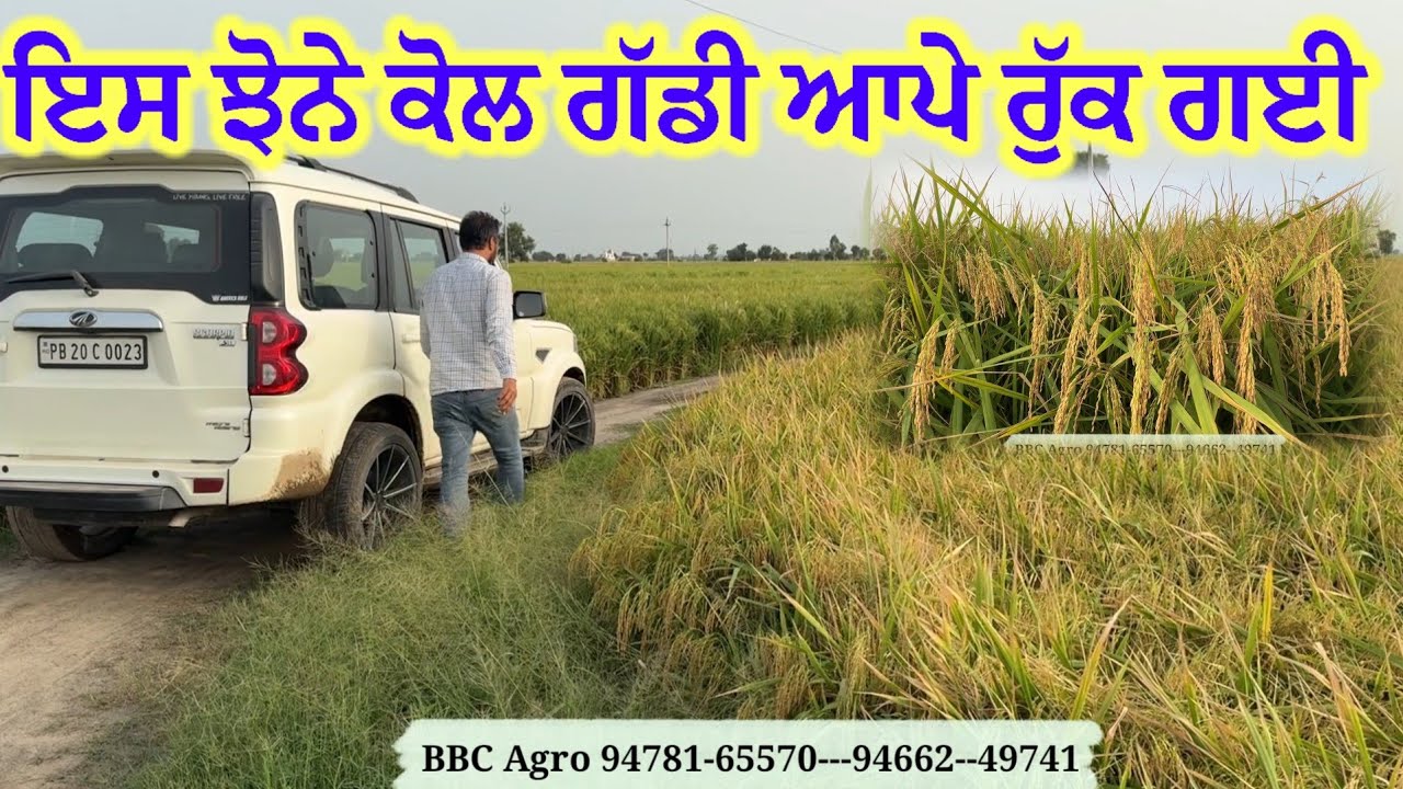 ⁣ਇਸ ਝੋਨੇ ਕੋਲ ਗੱਡੀ ਮੱਲੋ ਮੱਲੀ ਰੁੱਕ ਜਾਂਦੀ ਸੀ,, ਹਰੇਕ ਪੁੱਛਦਾ ਸੀ ਬੀਜ਼ ਮਿਲ ਸਕਦਾ,, ਚੱਕੋ ਨੰਬਰ ਮਾਲਕਾਂ ਦਾ 