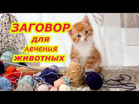 Заговор для лечения животных