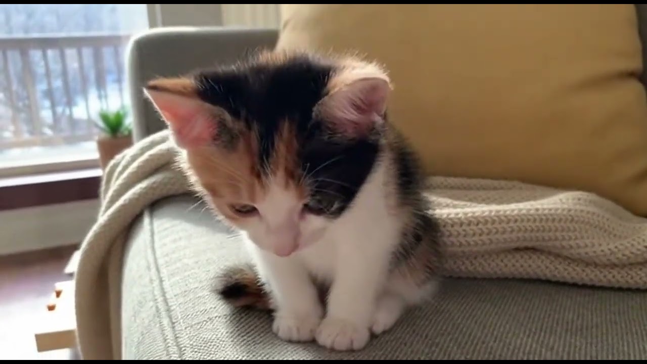 Mochi the Calico Kitten Has Main Character Energy 🧡🤍🖤 