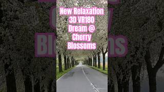 New Relaxation Video 3D VR180 Relaxation  #Cherryblossom