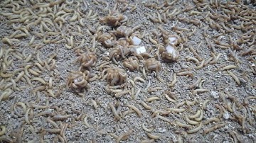 Lucky Meal Worms eat vegetable