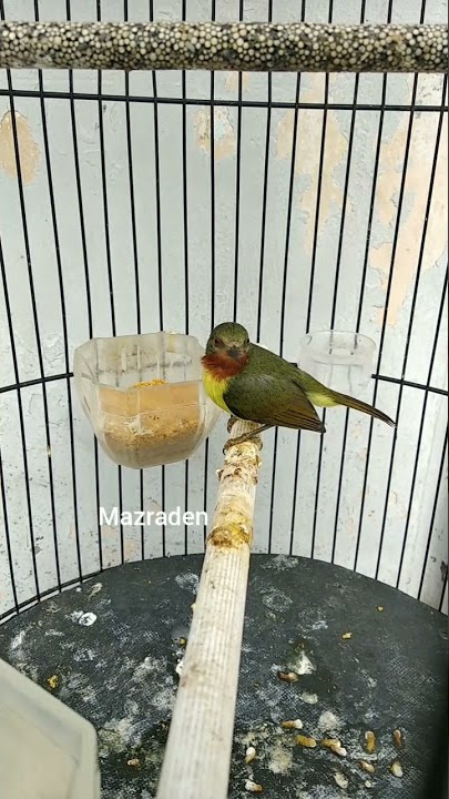 Burung Kolibri Wulung betina