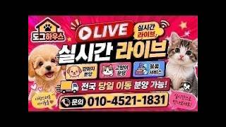 강아지분양 고양이분양💟실시간 라이브 상담💟분양가 할인  #강아지분양 #강아지 #고양이 #고양이분양 #추천 #dog #강아지입양 #라이브 #cat