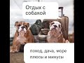 Нужно ли брать собаку в поход? На дачу? Как подготовить собаку к отпуску.Важные правила безопасности