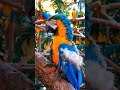 🍃 Peaceful Morning Birdsong In A Tropical Garden #birdlife #birdsofprey #natgeowild #nature