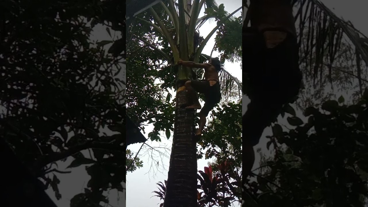 Tag-ulan na naman mga idol kuha tayo tuba pampainit ba 😄